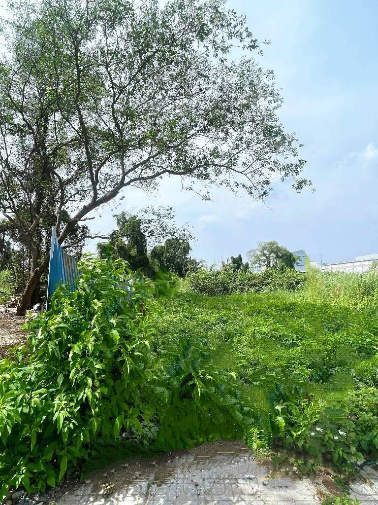 BÁN LÔ ĐẤT HỒ HỌC LÃM BÌNH TÂN, 89M2 NỞ HẬU, ĐƯỜNG NHỰA 10M, NHỈNH 6 TỶ