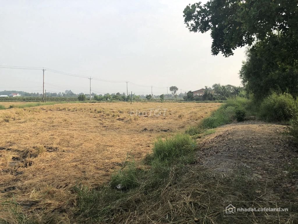 Bán đất nông, lâm nghiệp: Bán 4620m2 đất ruộng chính chủ tại UBND xã Tân Tây, Th