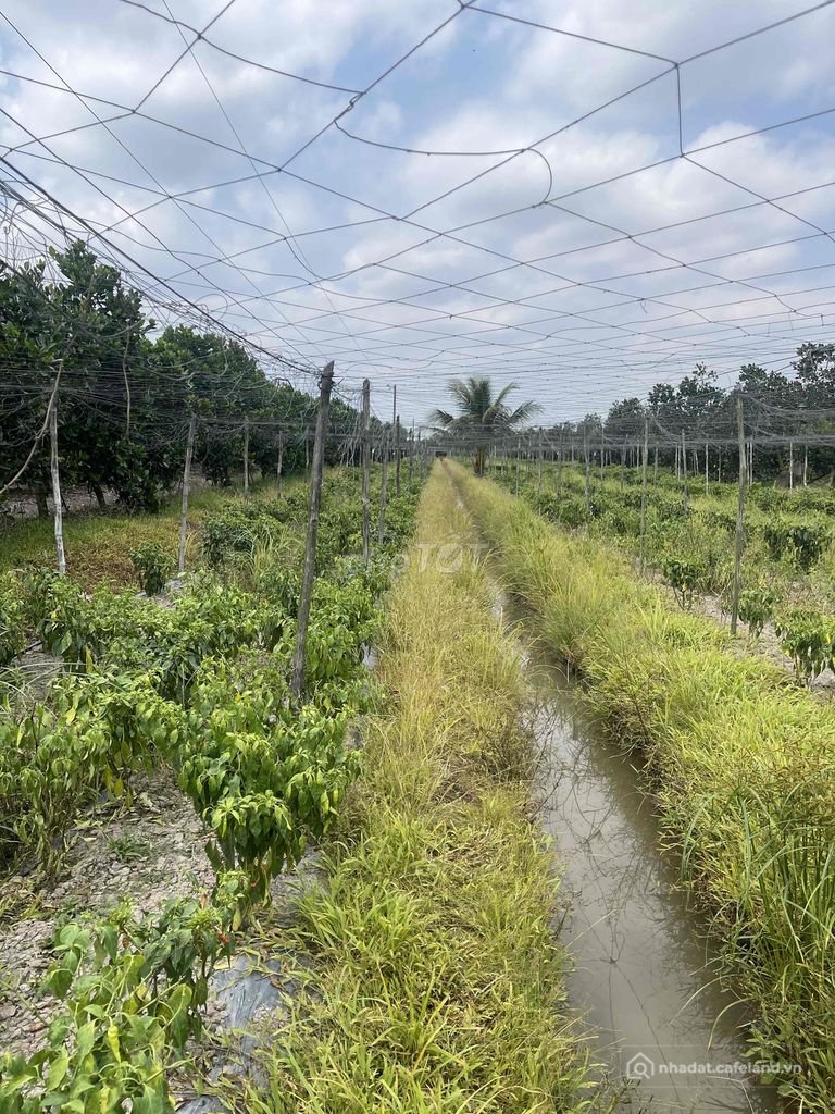 Bán đất nông, lâm nghiệp: Đất sổ đỏ, 3985,4m2 , X.Thành Trung, H.Bình Tân, Vĩnh