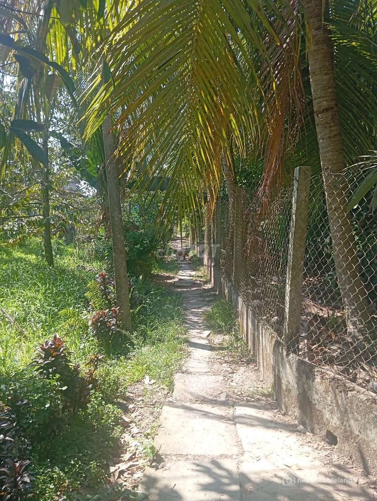 Bán đất nông, lâm nghiệp: cần bán đất bên tre