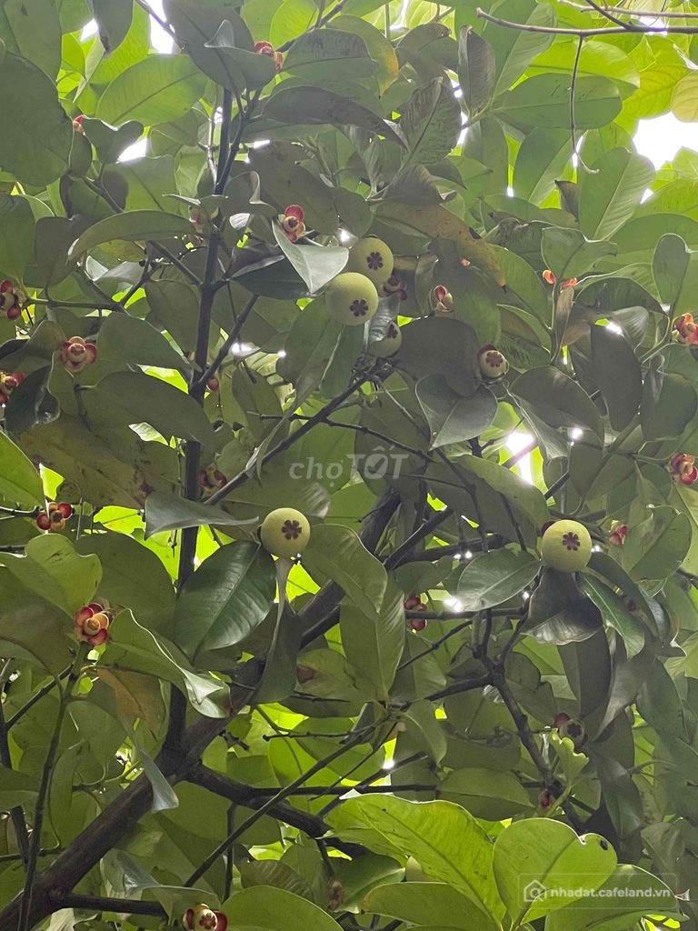 Bán đất nông, lâm nghiệp: Bán gần một công đất vườn gần quốc lộ đang trồng cây ă
