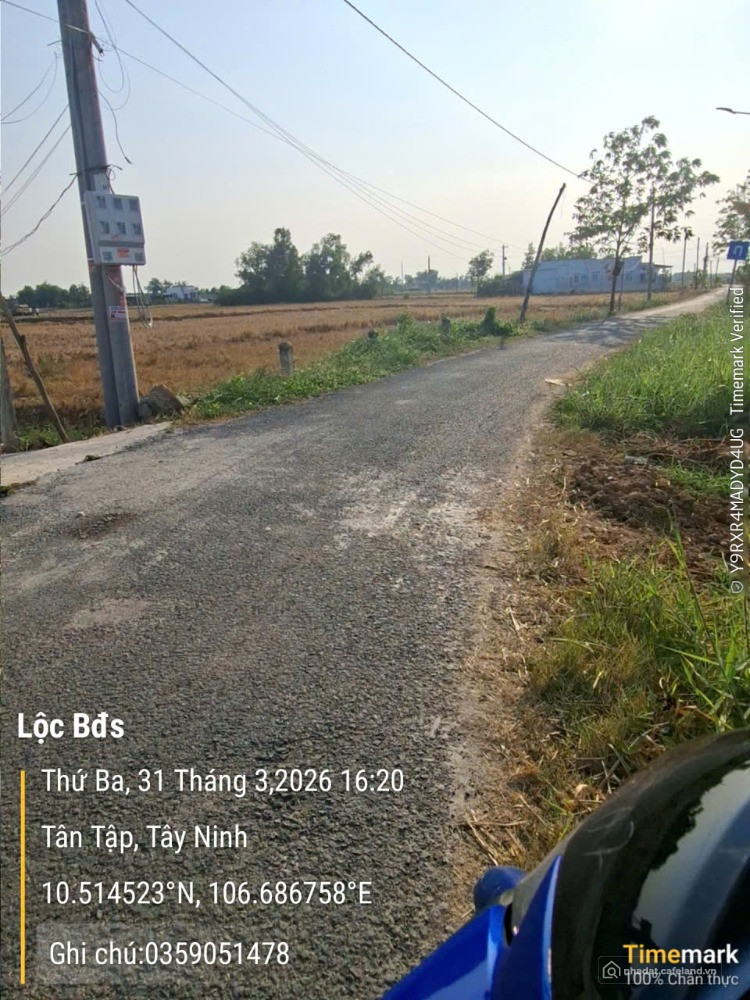 Bán đất lúa đường nhựa mặt tiền rộng 55m.