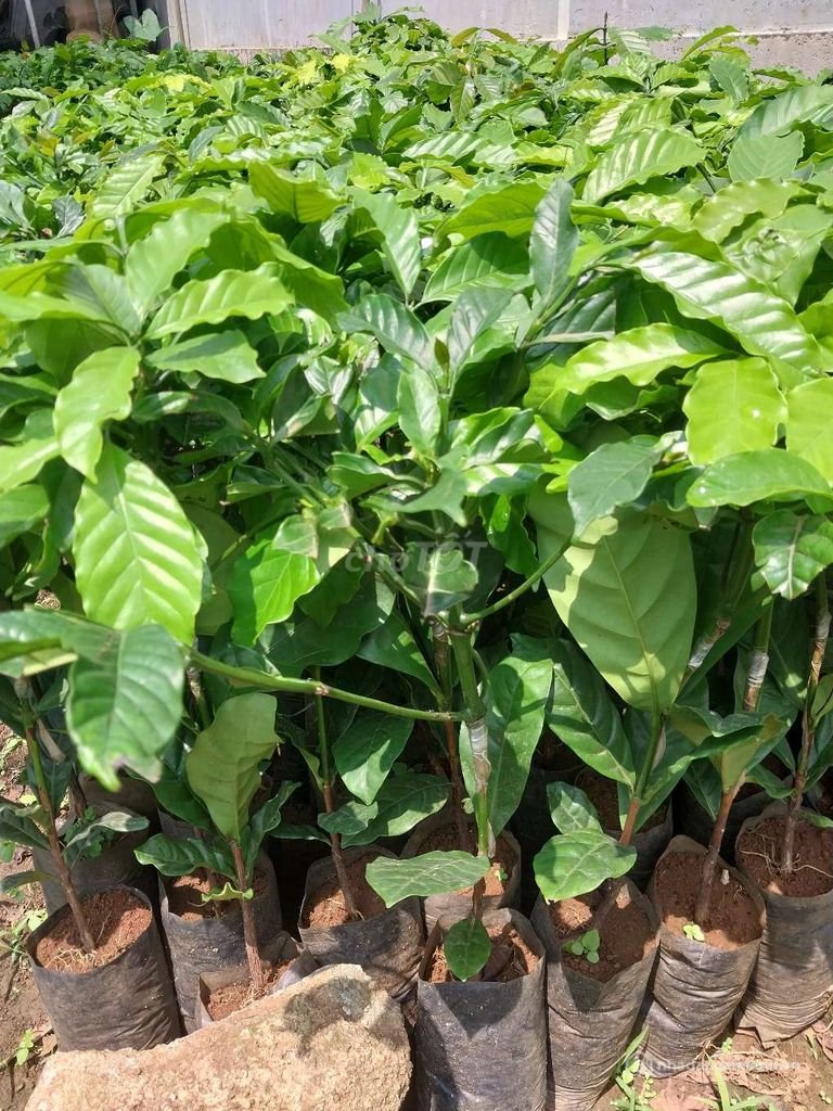 Bán đất nông, lâm nghiệp: Đất Nông Nghiệp đường betong quanh vườn tại Sơn Điền
