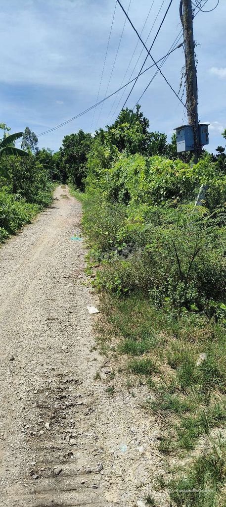 Bán đất nông, lâm nghiệp: đất vườn mít kinh 3 cần thảo 1 công 6
