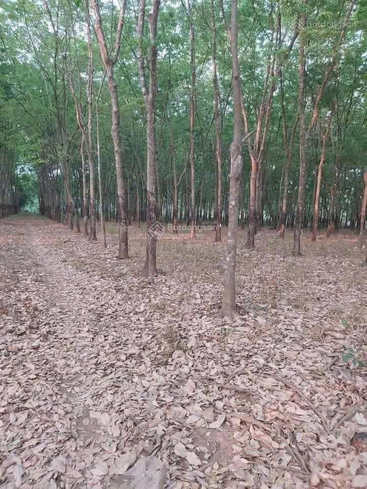 Bán 4,5ha cao su đang cạo giá 19,5 tỷ, xã lộc thành, h. lộc ninh, bình phước