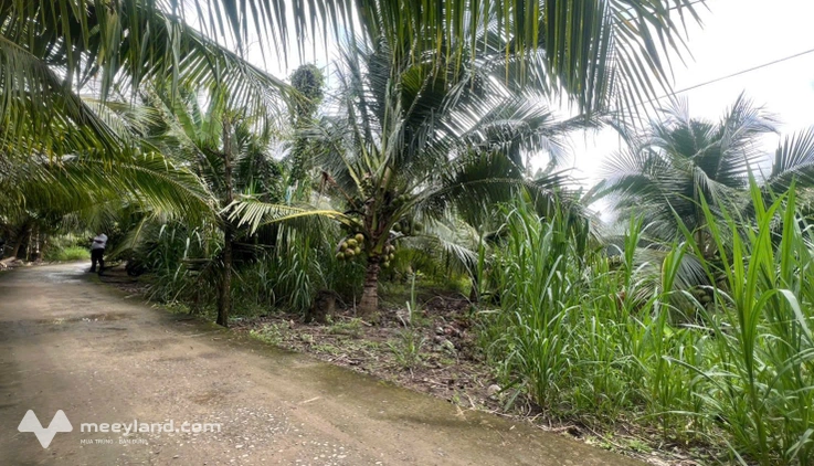 Siêu phẩm đất vườn dừa rộng 1000m2 tại Phú Tân