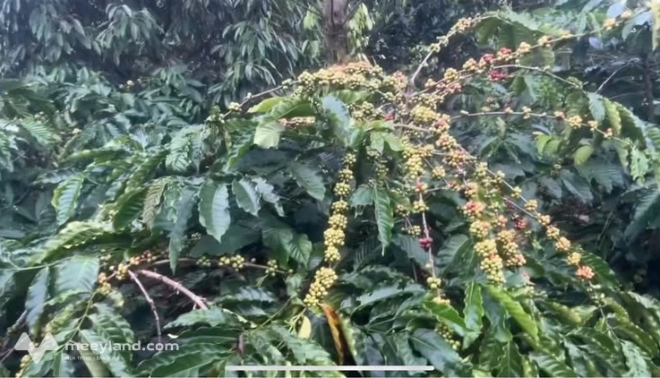 Vườn cà phê mắc ca trĩu quả, nguồn thu ổn định, đầu tư sinh lời