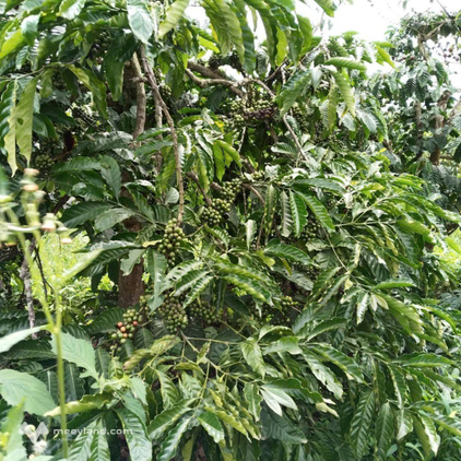 Bán đất nông nghiệp 8 ha mặt suối, mặt đường tại Di Linh, Lâm Đồng