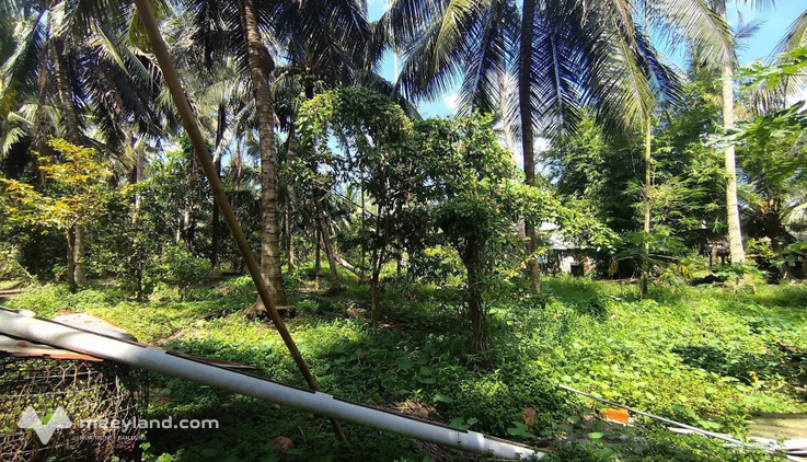 Đất vàng Bến Tre 2000m² vườn tươi, chuồng trại sạch, giá chỉ 1,2 tỷ, chốt nhanh tay