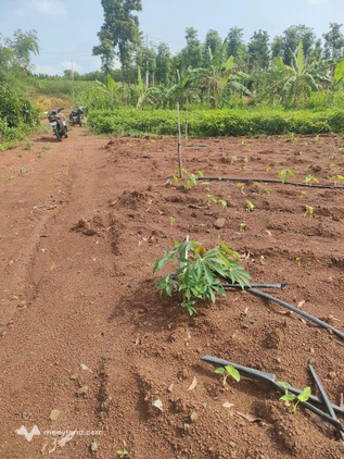 Tọa lạc tại Bình Trung, Châu Đức, Bà Rịa - Vũng Tàu, mảnh đất này mang đến một không gian sống đầy hoài niệm và bình yên
