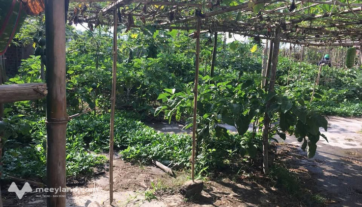 Bán lô đất Diêu Trì - Diện tích 427m2, trong đó có 140m2 thổ cư