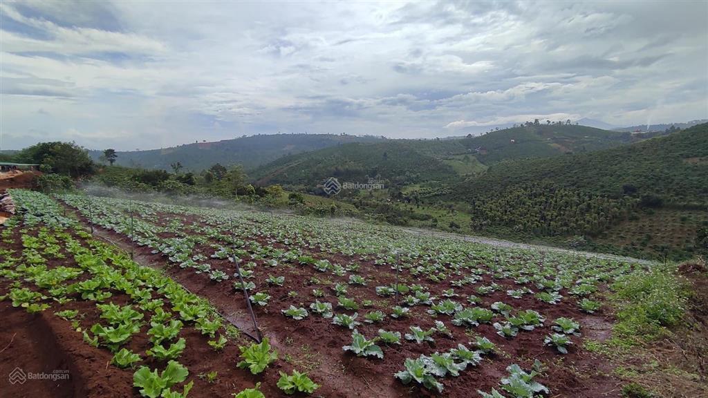 Đất đầu tư nghỉ dưỡng, phân lô view hồ, giáp hồ tại tân thượng di linh giá chỉ 2,8tỷ với dt 4144m2