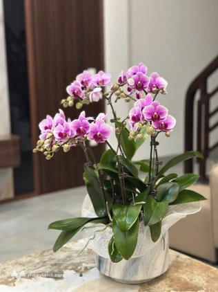 Bán nhà 3 tầng Phai Vệ, ở và kinh doanh, hướng Tây Bắc