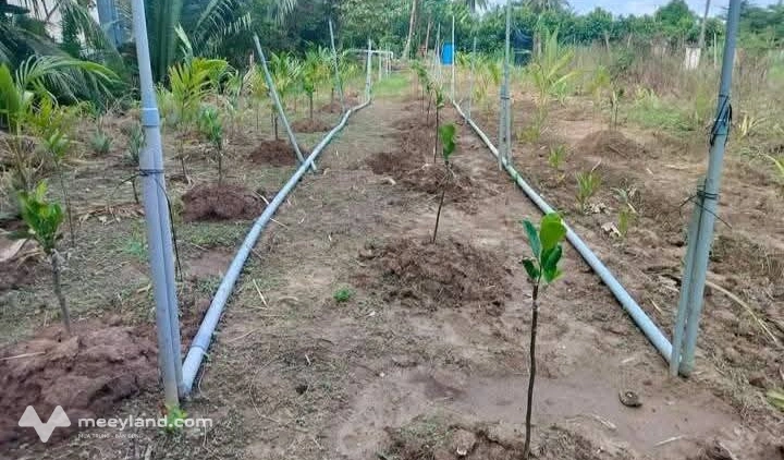Bán đất Phú Mỹ, Mỏ Cày Bắc, Bến Tre - Diện tích 490m2 có 50m2 thổ cư