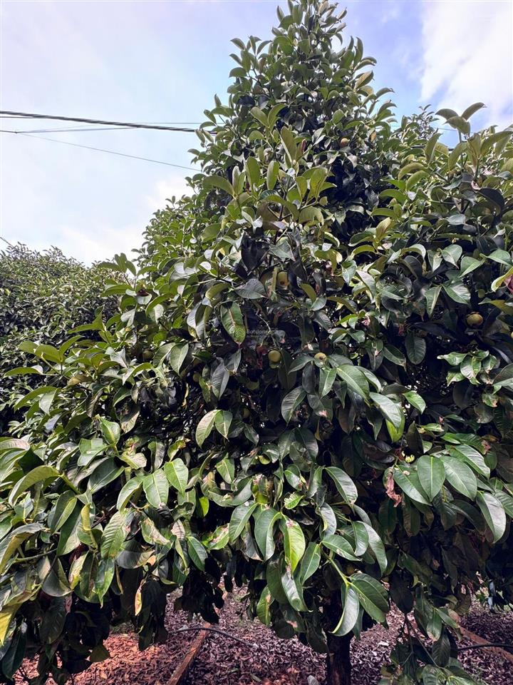 Bán đất full thổ cư trên đất hiện có măng cụt và bơ đang cho trái tốt ngay nút giao dầu giây