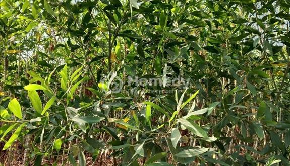 20.000m2 đất bằng phẳng, sổ hồng riêng ,đường ô tô, cách Cụm CN vài trăm mét.