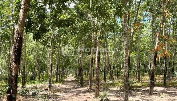 84.000m2 hai mặt tiền, cách đường nhựa khu dân cư 450m