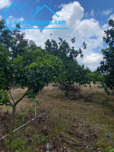 267m2 đất thổ cư sẵn vườn bưởi ngay cạnh KCN Đồng Phú Đồng Nai chỉ 230 triệu cc ngay